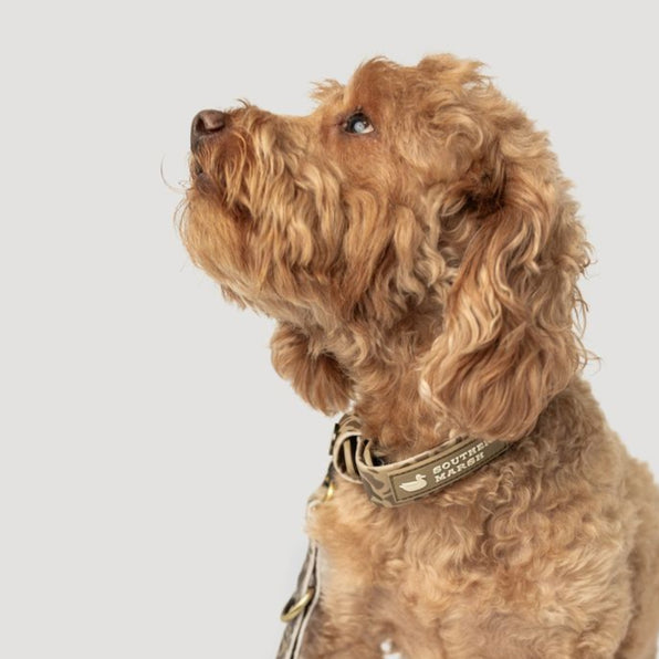 Light Brown Camo | On Dog Mini Labradoodle